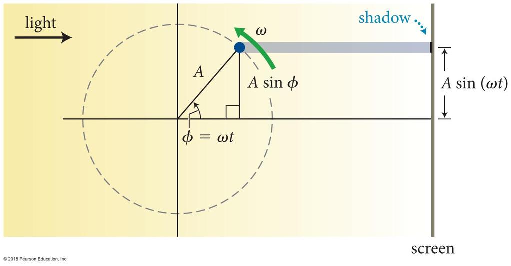 Section 15.2: Simple harmonic motion Simple harmonic motion is closely related to circular motion. The figure shows the shadow of a ball projected onto a screen.