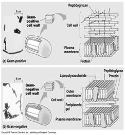 Prokaryotic cell walls maintain shape,