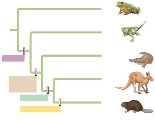 CLADISTICS Classification that reflects evolutionary relationships Shared ancestral characters: traits or structures that originated in an ancestor and are shared by all Amnion Frog Iguana