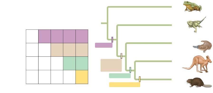 includes an ancestor and all descendants 15 CONSTRUCTING PHYLOGENIES Shared derived characters are used to determine clades (branch points on a phylogenetic tree).