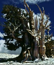 C Growing season for high elevation bristlecone pines = June Aug,
