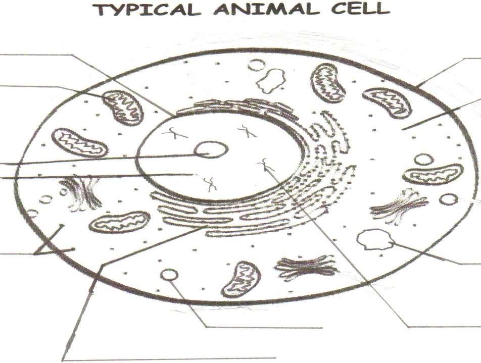 NUCLEAR MEMBRANE MITOCHONDRIA CELL MEMBRANE CYTOPLASM NUCLEOLUS