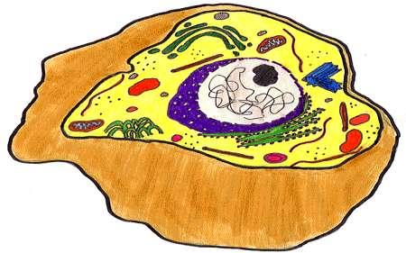 What is a cell? A cell is the basic unit of structure and function in living things.