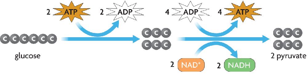 2 ATP molecules are used to split glucose 4 ATP molecules are produced 2 molecules of