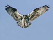 Algebraically determine the time it takes for the osprey to reach a return height of 0 m.