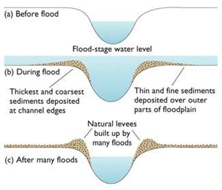 Meandering Rivers - Natural Levees Natural levees (sediment buildup parallel to river channel) commonly form due to deposition during flooding (water slows as it overflows channel) Kinds of Rivers -