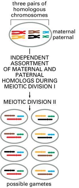 Another Way Meiosis Makes Lots of Different Sex Cells (Gametes) Independent Assortment Independent assortment produces 2 n distinct