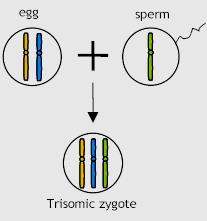 MEIOSIS ERROR - FERTILIZATION Should the gamete with the chromosome pair be fertilized then the offspring