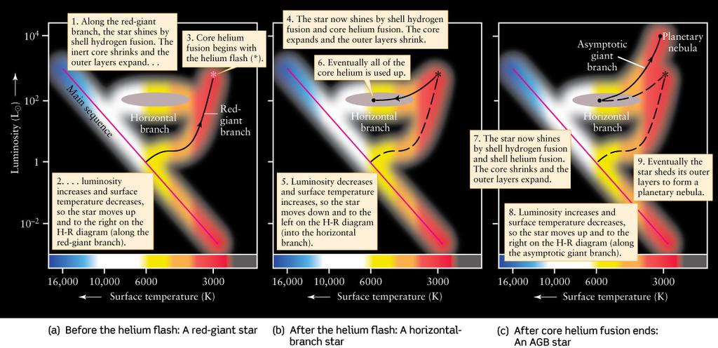 After helium fusion stops the core consists of carbon and oxygen atoms. These cannot undergo fusion reactions in the core of a sun-like star because the temperature never gets high enough.
