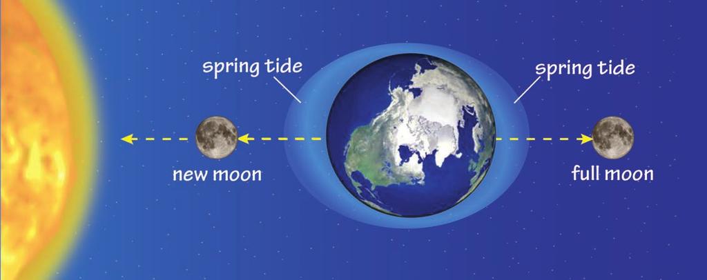 Spring Tides When the Sun, Earth and Moon line up with each other, the gravitational pull on the oceans is at its maximum.