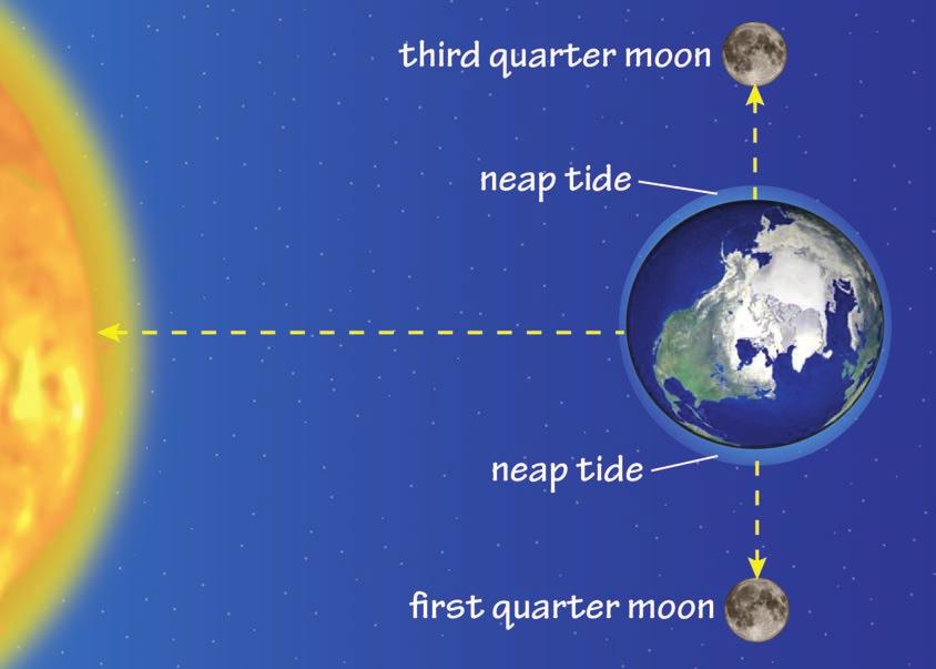 Neap Tides When the Sun and Moon are at 90 degrees to one another, the total gravitational pull on the oceans is at its minimum, and the high tide is called a