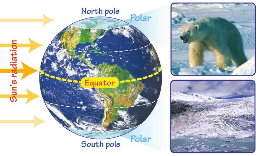 Seasons on Earth Seasons in the Polar Regions The Sun s rays hit the Earth s polar regions at very slanted