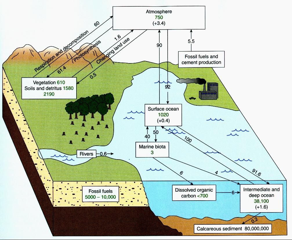 The Carbon Cycle Storage in GtC (10 9 tons of Carbon). Fluxes in GtC per year 6.1 Why study the ocean?! 71% of the Earth s surface is covered by water.