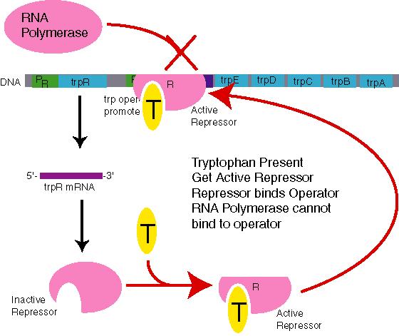 Differences between Repressible and Inducible Enzymes Repressible Inducible -switched on until specific metabolite activates repressor -anabolic pathway (build-up of tryptophan) -pathway product
