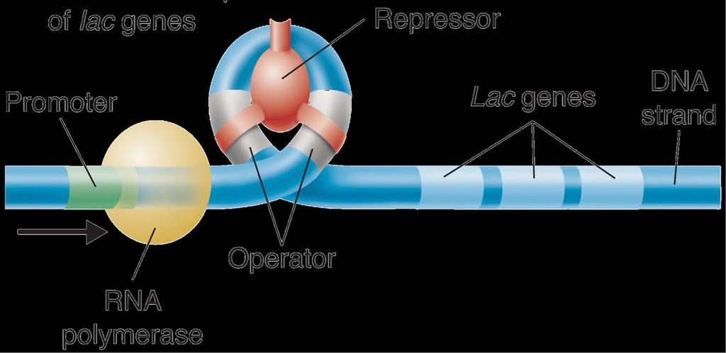 12-5 Gene Regulation Gene Regulation: An Example On one side of the operon's three genes are two