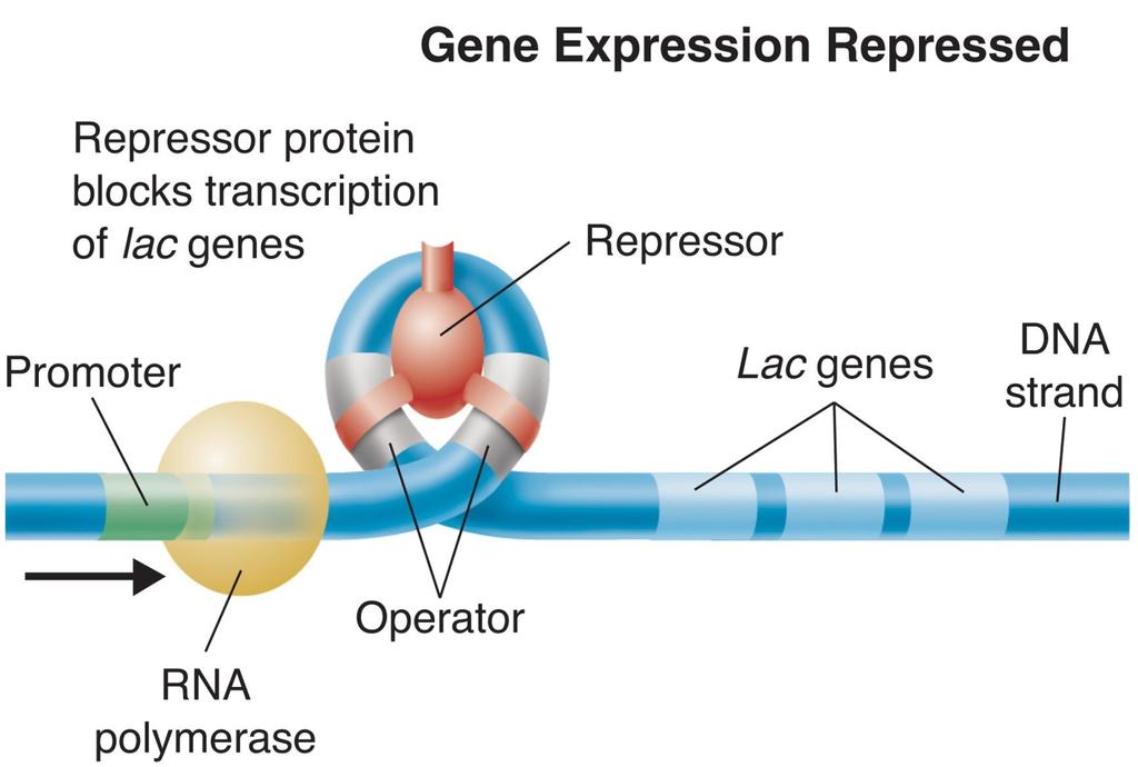 12-5 Gene Regulation Gene Regulation: An Example When