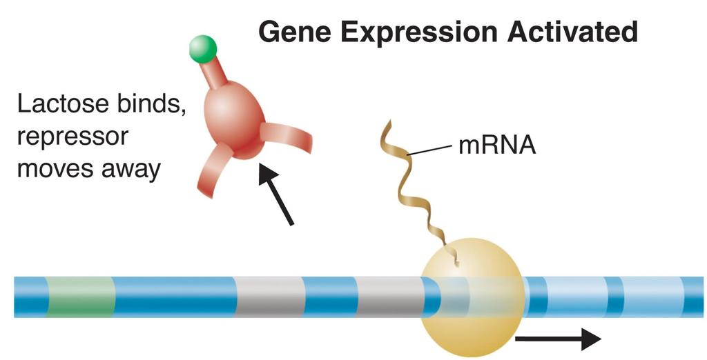 12-5 Gene Regulation Gene Regulation: An Example The repressor protein