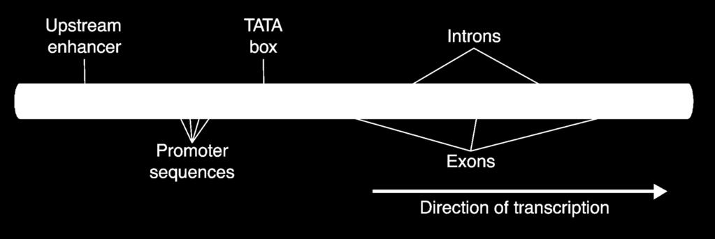 12-5 Gene Regulation Eukaryotic Gene Regulation Many eukaryotic genes have a sequence called the TATA box.