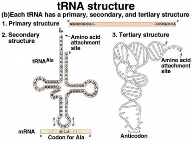 3.2 Components of translation: Different components required for the translation process are as described below. 3.2.1 mrna (messenger RNA) Ribosomes are involved in translating the genetic message of mrna into proteins.