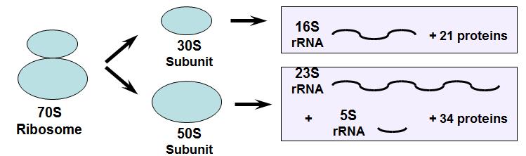 3.2.3 rrna (Ribosomal RNA) The ribosomal RNA s associate with proteins to form structures known as ribosomes, which are the protein synthesizing machines.