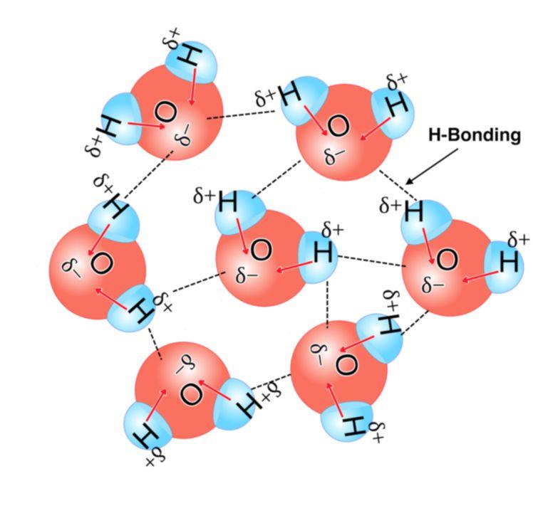 Hydrogen Bonding 7 Hydrogen bonding is