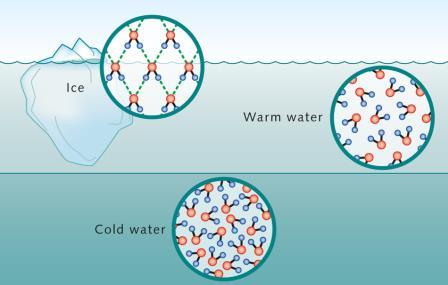 14.2 Water and Its Phases What happens when we cool liquid water? 1. temperature decreases until it reaches 0 C 2.