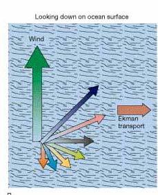 90 o Ekman Transport Net flow of surface layer when forced by wind Most important