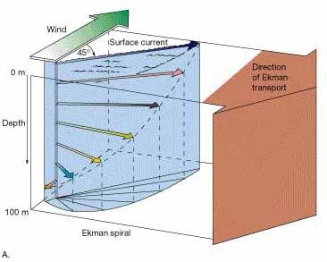 Ekman Transport Net flow of surface layer when forced by wind Most important point: