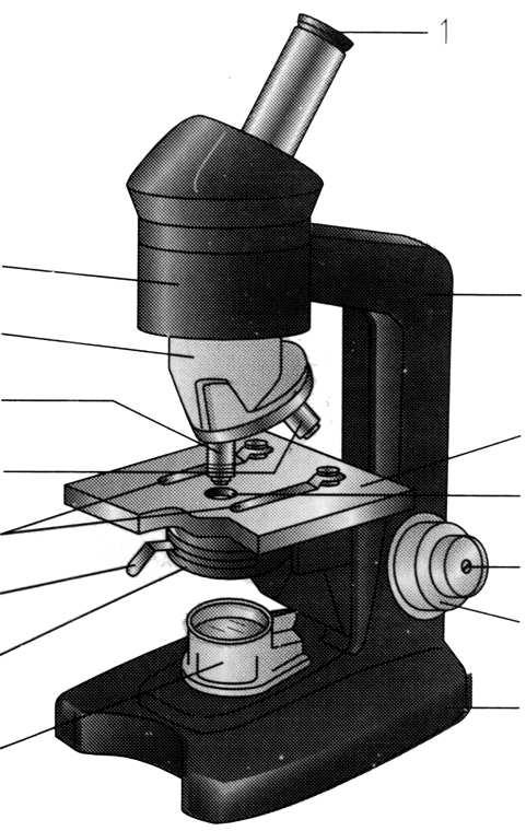 Parts of a Light Microscope Refer to page 1028 in your textbook and label.