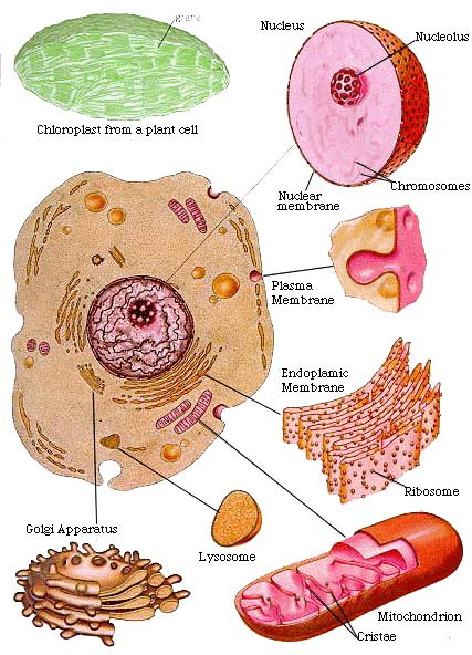 Common Cell Features Cells share common structural features, including: an outer boundary called the cell membrane, interior substance called