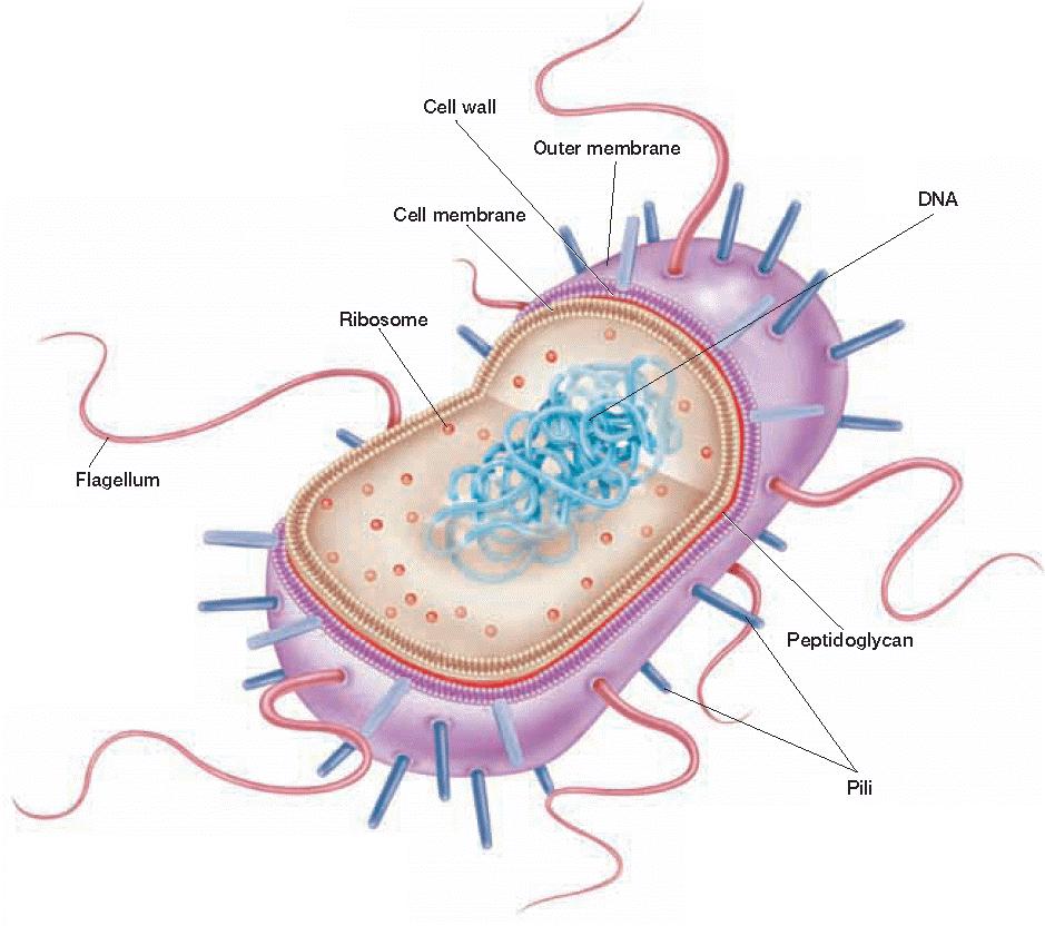 Structure of Cilia and Flagella Cilia Microtubules Cell membrane Extracellular matrix