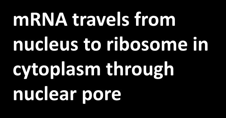 pore mrna small ribosomal