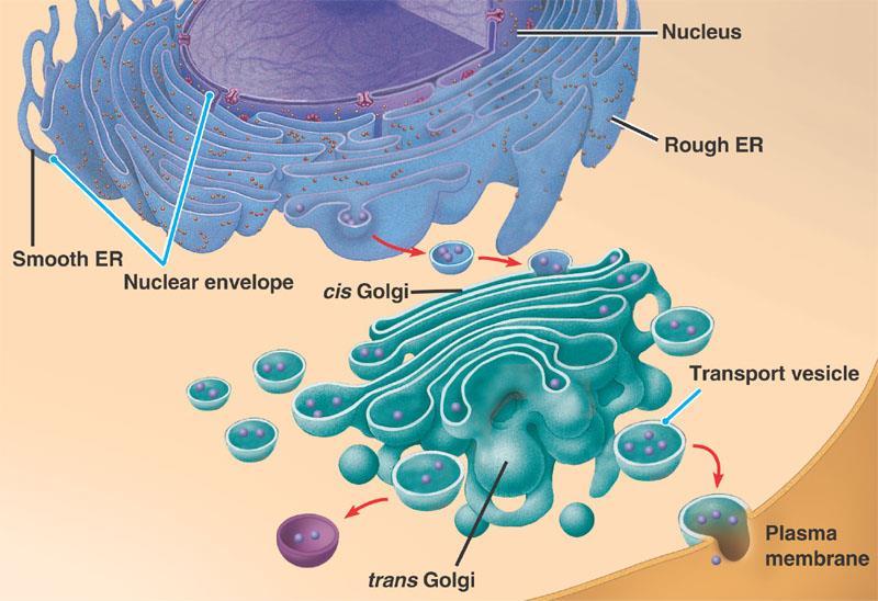Endoplasmic Reticulum Function Processes and transports/secretes