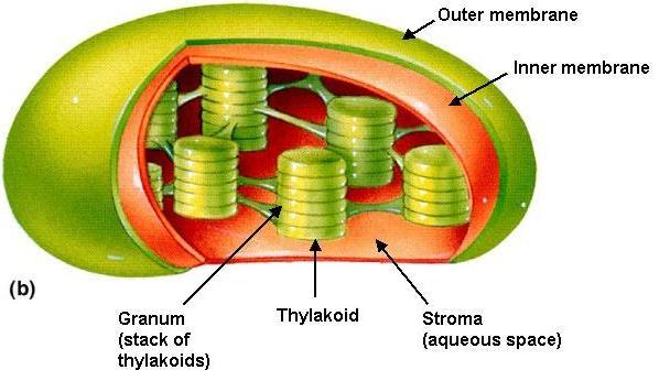 Mitochondria & Chloroplasts Very Important to see the similarities