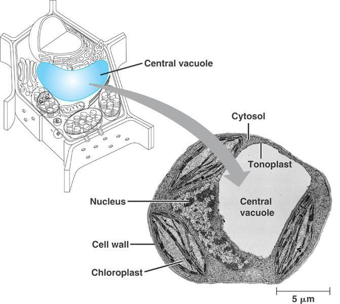 Vacuoles & vesicles Function little