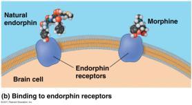 Weakest bond All bonds affect molecule s SHAPE affect molecule s FUNCTION Similar shapes become mimics morphine, heroin, opiates mimic endorphin (euphoria, relieve pain) Chemical Reactions Reactants