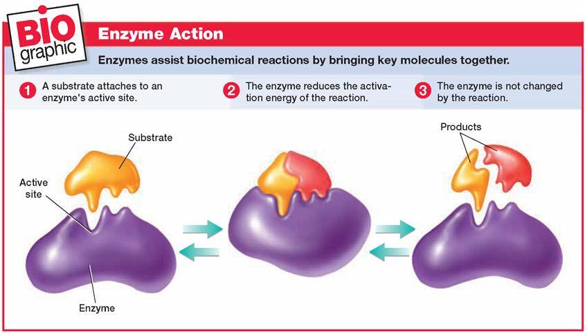 An enzyme increases the speed of a chemical reaction by reducing the activation energy of the reaction.