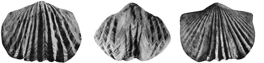 Brachiopods are bottom-dwelling or benthic organisms that are filter feeders. Some Ordovician brachiopods from Indiana.
