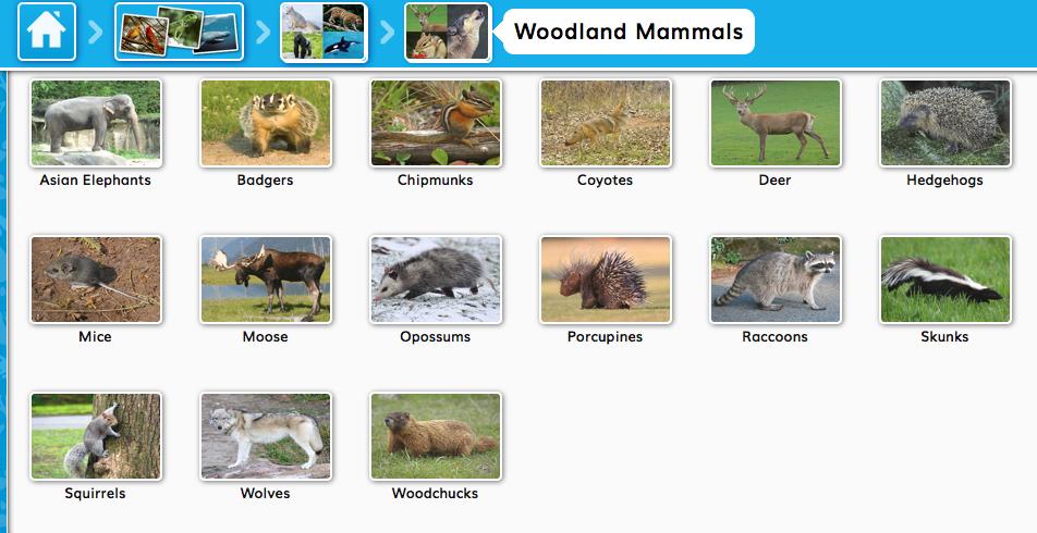 If you select Woodland Mammals