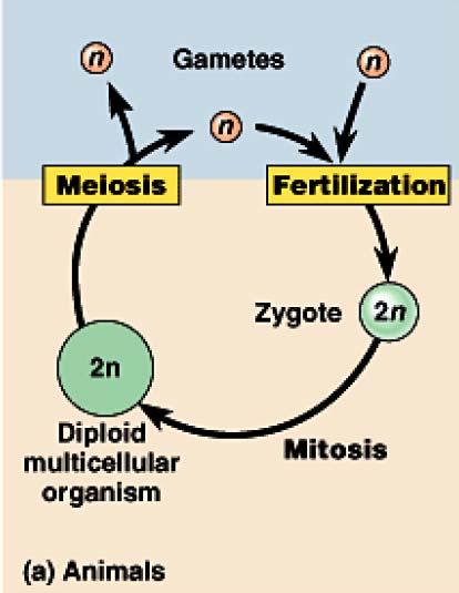 Sexual Life Cycles - animals Free-living stage is diploid Gametes formed