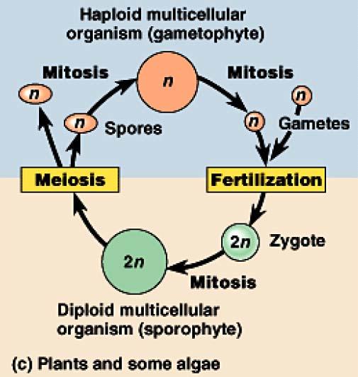 Sexual Life Cycles - Plants Diploid sporophyte forms haploid spores by meiosis Spores form