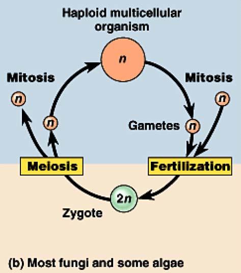 Sexual Life Cycles - Fungi Free-living, multicellular organism is haploid Gametes formed by