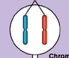 Meiosis an overview Interphase 1 Begin with two