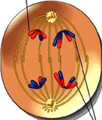 Meiosis I Anaphase I Homologous chromosomes separate and move along spindle fibers toward