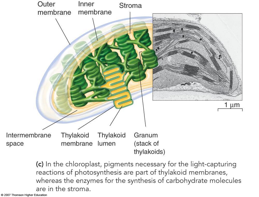 C. Structure of the chloroplast 1. Double membrane a. Inner membrane encloses the stroma 2. Thylakoid a. Third set of membranes enclosing the thylakoid interior space 3.