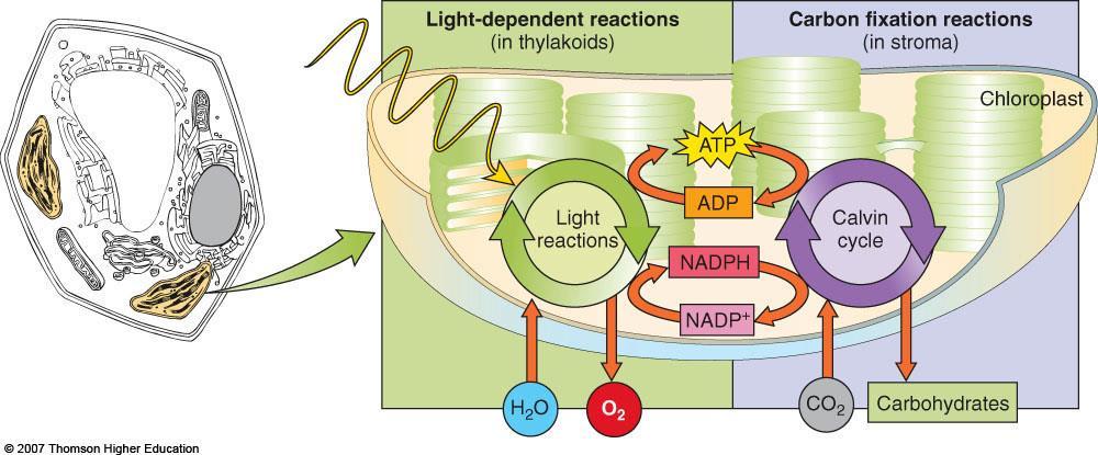 5. Carotenoids absorb different wavelengths than the chlorophylls a. Act as accessory pigments b. Appear yellow and orange c. Widen the action spectrum for photosynthesis III.