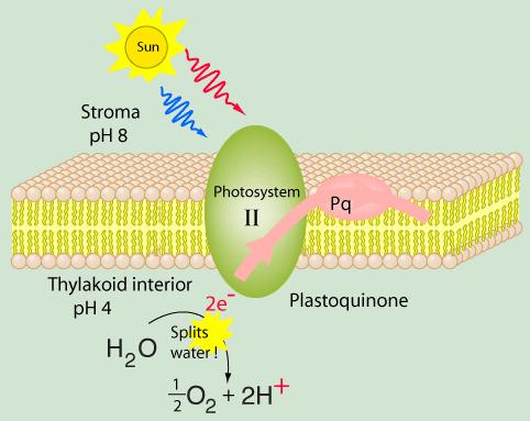 Figure 2: a) The actions of photosystem II begins when a photon energizes an electron in P680, forming P680*.