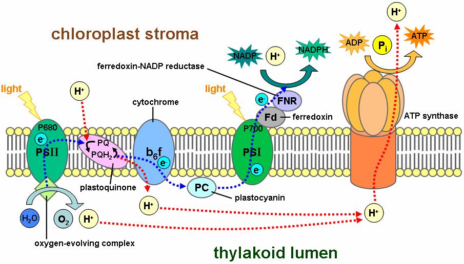 Figure 3: Electron Transport in the Thylakoid, This model of the eukaryotic thylakoid membrane illustrates the major protein and redox cofactors required for non-cyclic electron transport and ATP
