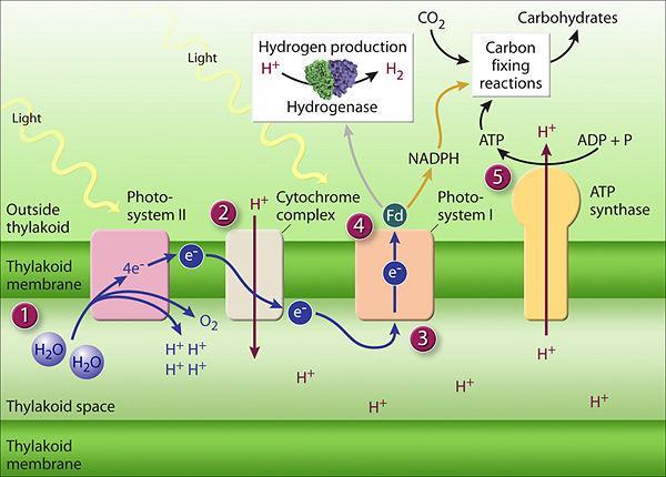 Figure 4: 1) a proton gradient is established by the carrying of protons across the membrane by PQ, 2) by the releasing of protons into the lumen during the oxidation of water, and 3-4) by the