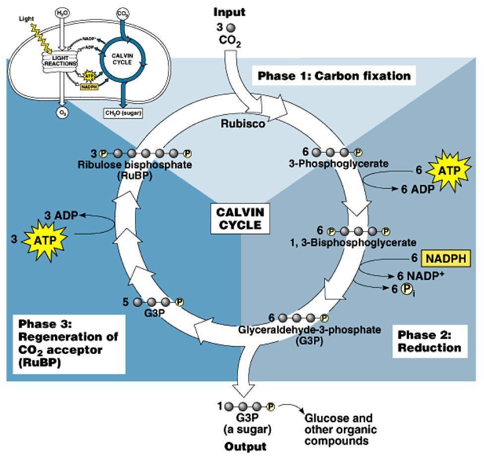 Figure 7: The Calvin cycle reactions consist of three phases: carbon fixation (each CO2 is incorporated into a 6-C compound), reduction (G3P is produced), and regeneration (RuBP is re-formed).